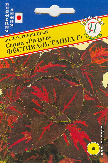 картинка Колеус Радуга Фестиваль Танца F1 10шт (Престиж) темно-бордовый с красными прожилками магазин Одежда+ являющийся официальным дистрибьютором в России 