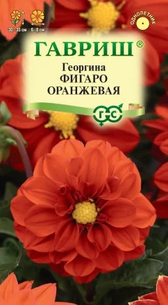 картинка Георгина Фигаро оранжевая 7шт ц/п (Гавриш) магазин Одежда+ являющийся официальным дистрибьютором в России 