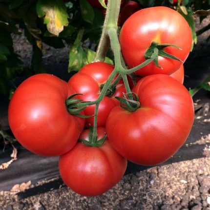 картинка Томат Гном Вермилион F1 10шт (Григорьев) магазин Одежда+ являющийся официальным дистрибьютором в России 