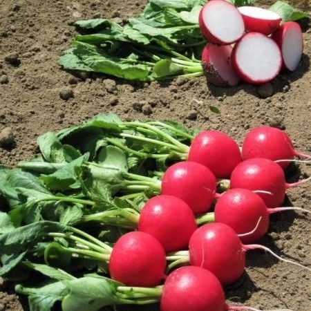 картинка Редис Мелито F1 10000шт (Hazera) магазин Одежда+ являющийся официальным дистрибьютором в России 