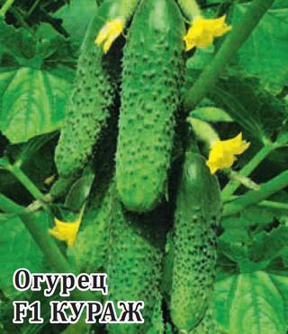 картинка Огурец Кураж F1 100шт (Гавриш) магазин Одежда+ являющийся официальным дистрибьютором в России 