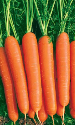 Морковь Нантская улучшенная 1кг (ПрСидс)