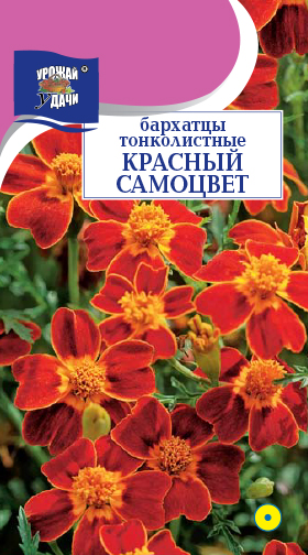 картинка Бархатцы Красный самоцвет 0,1г ц/п (УУ) тонколистные 30см/2см магазин Одежда+ являющийся официальным дистрибьютором в России 
