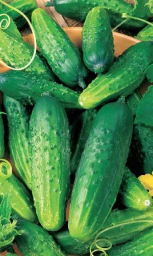 картинка Огурец Парижский корнишон 1кг (ПрСидс) магазин Одежда+ являющийся официальным дистрибьютором в России 