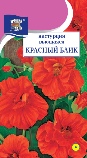 картинка Настурция Красный блик 1,5г ц/п (УУ) вьющаяся до 1,5м магазин Одежда+ являющийся официальным дистрибьютором в России 