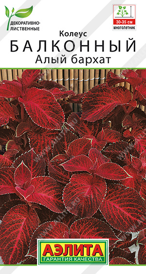 картинка Колеус Алый бархат 5шт ц/п (Аэлита) Новинка магазин Одежда+ являющийся официальным дистрибьютором в России 