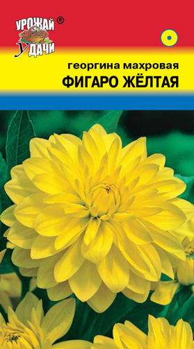 картинка Георгина Фигаро желтая 0,05г ц/п (УУ) магазин Одежда+ являющийся официальным дистрибьютором в России 