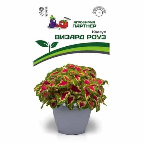 картинка Колеус Визард Роуз 10шт (Партнер) Новинка магазин Одежда+ являющийся официальным дистрибьютором в России 
