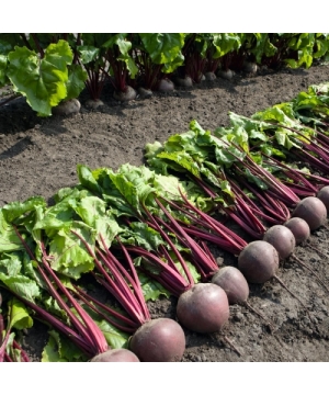 картинка Свекла Пабло F1 50000шт (Bejo) магазин Одежда+ являющийся официальным дистрибьютором в России 