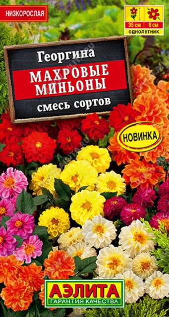 картинка Георгина Махровые миньоны, смесь 7шт ц/п *(Аэлита) магазин Одежда+ являющийся официальным дистрибьютором в России 
