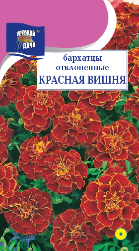 картинка Бархатцы Красная вишня 0,3г ц/п (УУ) отклон. 30см магазин Одежда+ являющийся официальным дистрибьютором в России 