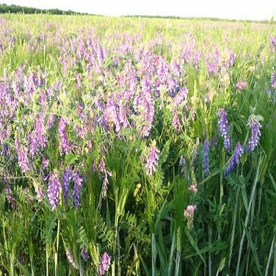 картинка Вика яровая 30кг (Ал.Сад) магазин Одежда+ являющийся официальным дистрибьютором в России 