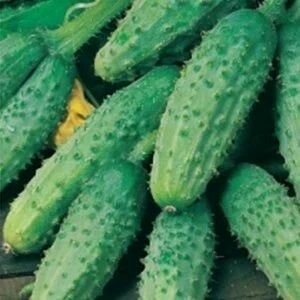 картинка Огурец Сын Полка F1 0,3г б/п (Седек) магазин Одежда+ являющийся официальным дистрибьютором в России 