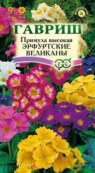 картинка Примула Эрфутские великаны смесь 20шт ц/п (Гавриш) Уст.к заморозкам! магазин Одежда+ являющийся официальным дистрибьютором в России 