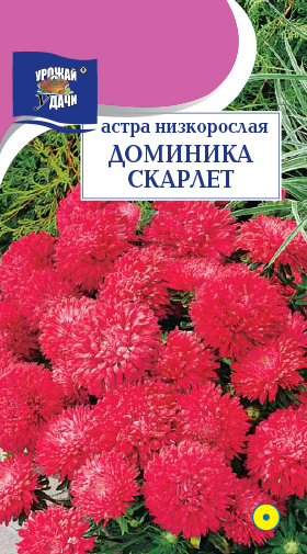 картинка Астра Доминика Скарлет 0,2г ц/п (УУ) низкоросл. магазин Одежда+ являющийся официальным дистрибьютором в России 