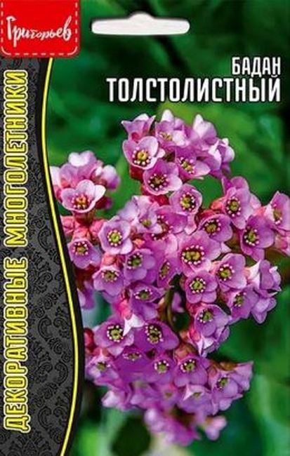 картинка Бадан Толстолистный 0,01г (Григорьев) магазин Одежда+ являющийся официальным дистрибьютором в России 