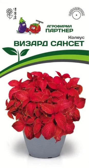 картинка Колеус Визард Сансет 10шт (Партнер) Новинка магазин Одежда+ являющийся официальным дистрибьютором в России 