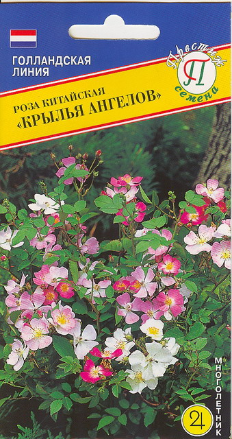 картинка Роза Крылья Ангелов 20шт (Престиж) китайская магазин Одежда+ являющийся официальным дистрибьютором в России 