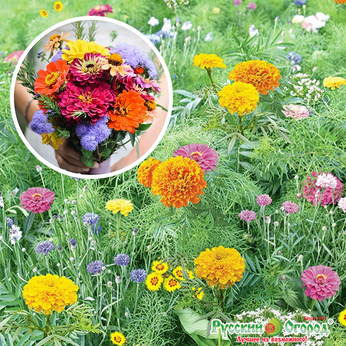 картинка Газон цветущий Летний букет 30г ц/п (НК) магазин Одежда+ являющийся официальным дистрибьютором в России 