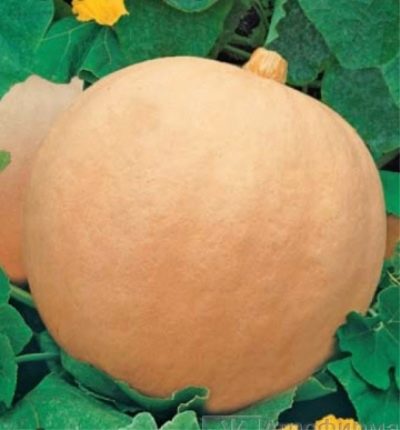 картинка Тыква Стофунтовая ц/п (ВХ) магазин Одежда+ являющийся официальным дистрибьютором в России 