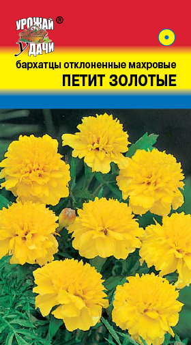картинка Бархатцы Петит Золотые 0,3г ц/п (УУ) 25см/4см магазин Одежда+ являющийся официальным дистрибьютором в России 