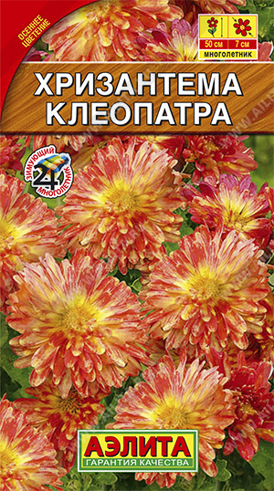 картинка Хризантема Клеопатра 0,02г ц/п (Аэлита) магазин Одежда+ являющийся официальным дистрибьютором в России 