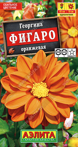 картинка Георгина Фигаро оранжевая 7шт ц/п (Аэлита) махровая 45/10 магазин Одежда+ являющийся официальным дистрибьютором в России 