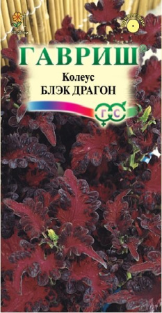 картинка Колеус Блэк Драгон 4шт ц/п (Гавриш) Элит.клумба магазин Одежда+ являющийся официальным дистрибьютором в России 