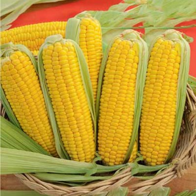 картинка Кукуруза Тройная сладость сахарная 1кг (ПрСидс) магазин Одежда+ являющийся официальным дистрибьютором в России 