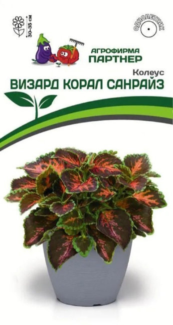 картинка Колеус Визард Корал Санрайз 10шт (Партнер) Новинка магазин Одежда+ являющийся официальным дистрибьютором в России 