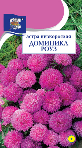 картинка Астра Доминика Роуз 0,2г ц/п (УУ) низкоросл. магазин Одежда+ являющийся официальным дистрибьютором в России 