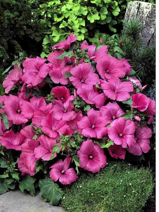 картинка Лаватера Малиновый гном 0,2г ц/п (Гавриш) магазин Одежда+ являющийся официальным дистрибьютором в России 