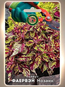 Колеус Фаервэй Мозаик 10шт (Биотехника) 