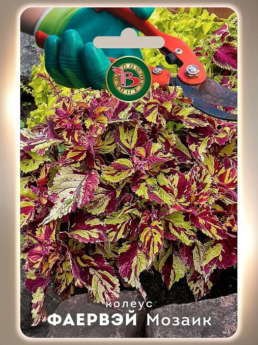 картинка Колеус Фаервэй Мозаик 10шт (Биотехника)  магазин Одежда+ являющийся официальным дистрибьютором в России 