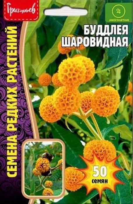 картинка Буддлея Шаровидная 50шт (Григорьев) магазин Одежда+ являющийся официальным дистрибьютором в России 