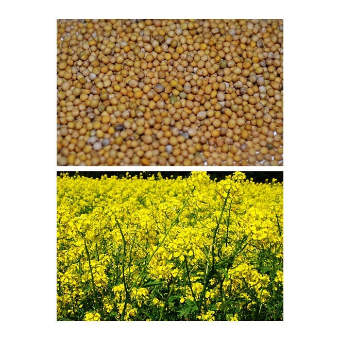 картинка Горчица желтая 25кг/м (+/- 3%) (Ал.Сад) магазин Одежда+ являющийся официальным дистрибьютором в России 