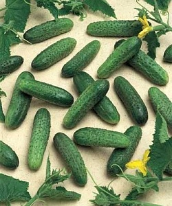 Огурец Герман F1 100шт (Seminis)