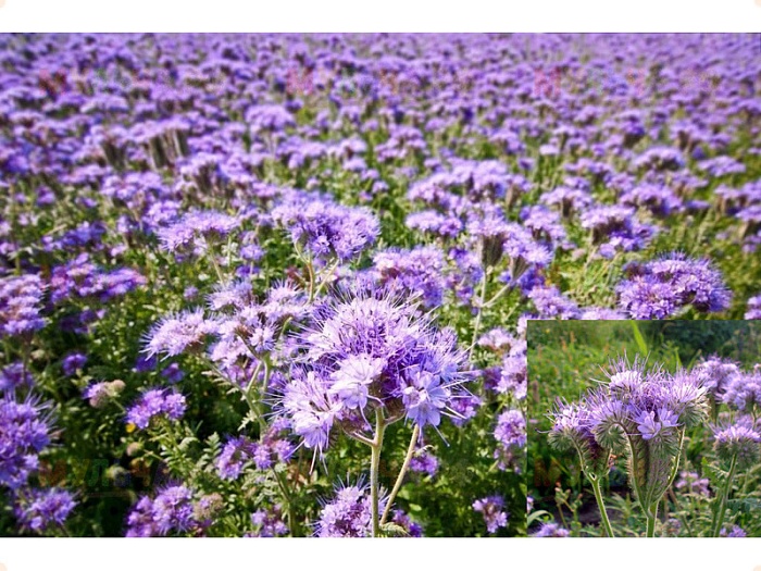 картинка Фацелия 20кг/м (+/- 2%) (Ал.Сад) магазин Одежда+ являющийся официальным дистрибьютором в России 