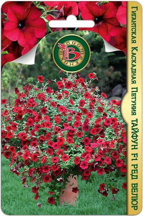 картинка Петуния Тайфун F1 Ред Велюр 5шт (Биотехника) гиганская каскадная магазин Одежда+ являющийся официальным дистрибьютором в России 