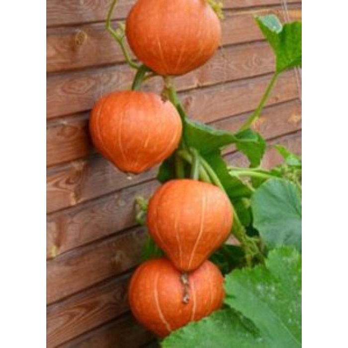 картинка Тыква Россиянка 1кг (ПрСидс) магазин Одежда+ являющийся официальным дистрибьютором в России 