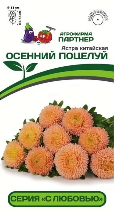 картинка Астра Осенний поцелуй, китайская 5шт (Партнер) Новинка магазин Одежда+ являющийся официальным дистрибьютором в России 