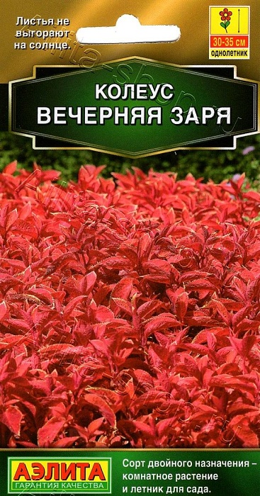картинка Колеус Вечерняя заря блюме 10шт ц/п (Аэлита)  магазин Одежда+ являющийся официальным дистрибьютором в России 