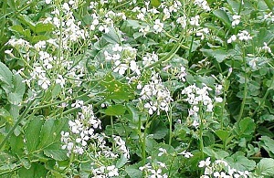 Редька Масличная 500г (Ал.Сад) 5/40