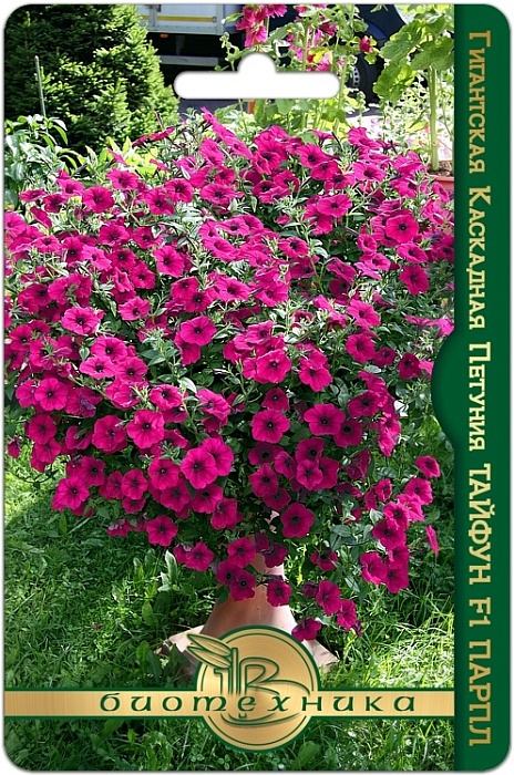 картинка Петуния Тайфун F1 Парпл 5шт (Биотехника) гиганская каскадная магазин Одежда+ являющийся официальным дистрибьютором в России 