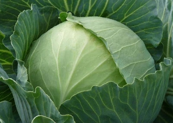 картинка Капуста Подарок 1кг (ПрСидс) с/спелая магазин Одежда+ являющийся официальным дистрибьютором в России 