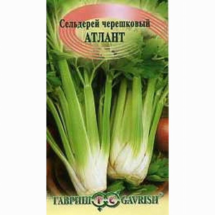 картинка Сельдерей черешковый Атлант 0,1г ц/п (Гавриш) магазин Одежда+ являющийся официальным дистрибьютором в России 