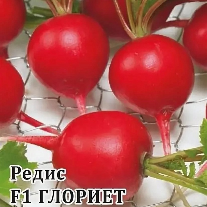 картинка Редис Глориет F1 1000шт (Гавриш) (Саката) магазин Одежда+ являющийся официальным дистрибьютором в России 