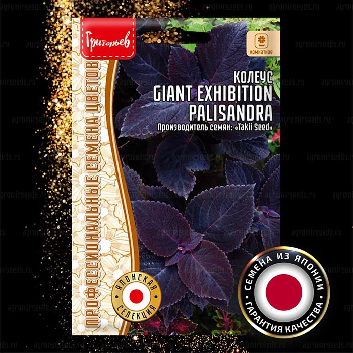 картинка Колеус Giant Exhibition Palisandra F1 3шт (Григорьев) магазин Одежда+ являющийся официальным дистрибьютором в России 
