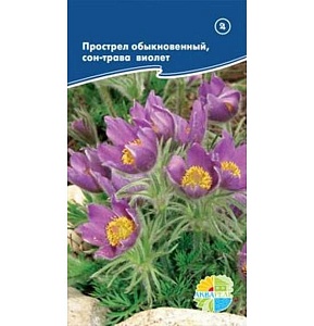 Прострел сон-трава фиолетовый (Акварель)