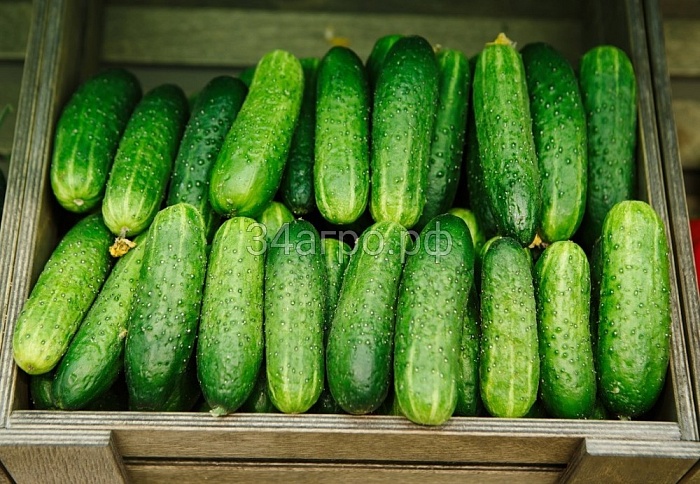 картинка Огурец Обильный 1кг (ПрСидс) магазин Одежда+ являющийся официальным дистрибьютором в России 